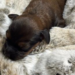 Jolene - Brown female Cockapoo puppy in Gay, Georgia from That’s My Puppy