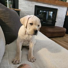 Cane Corso Puppies from Carrie Brown's Cane Corsos