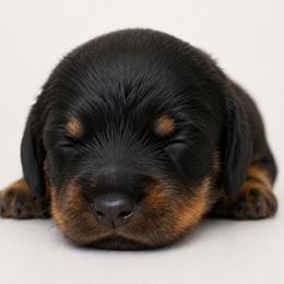 Dachshund Puppies from Dachshundsnextdoor
