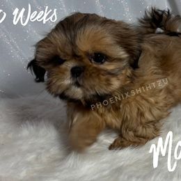 Marigold - Gold female Shih Tzu puppy in Hayden, Idaho from Phoenix Shih Tzu