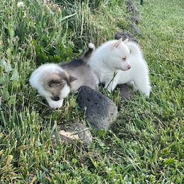 Pomsky Puppies from Promise Land Pomskies