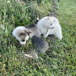 Pomsky Puppies from Promise Land Pomskies