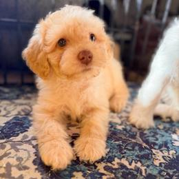 Toasted Marshmallow with training - Cream male Cockapoo puppy in Boonville, North Carolina from Doods & Dolls