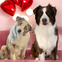 Retained - Red tri-color male Australian Shepherd puppy in Statesville, North Carolina from Charming Australian Shepherds