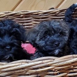 Havanese from Darrtfarms