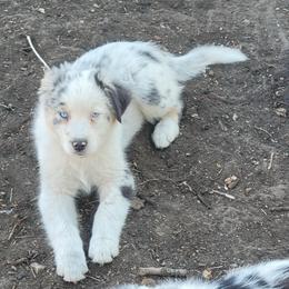 Froakie - Blue merle male Australian Shepherd puppy in Kenosha, Wisconsin from Out of this World Aussies