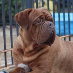Teddy Rose - Dogue de Bordeaux