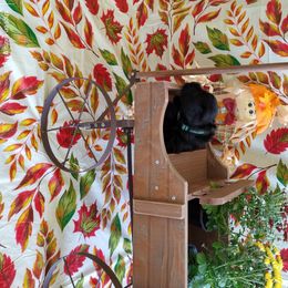 Miniature Schnauzer Puppies from Camp Creek Schnauzers