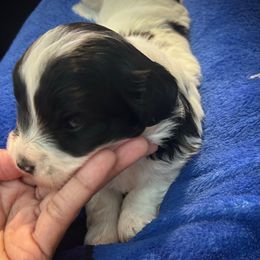 Spot - Parti male Yorkipoo puppy in Ocala, Florida from Top Notch Pupz