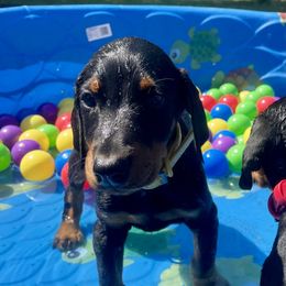 Eden - Black and rust female Doberman Pinscher puppy in Blanchester, Ohio from Battle Creek Dobermans