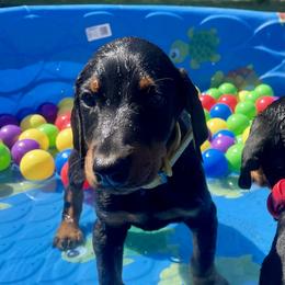 Eden - Black and rust female Doberman Pinscher puppy in Blanchester, Ohio from Battle Creek Dobermans