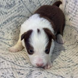 Legacy - White and red female Border Collie puppy in Mckinney, Texas from Border Collies of Ruidoso