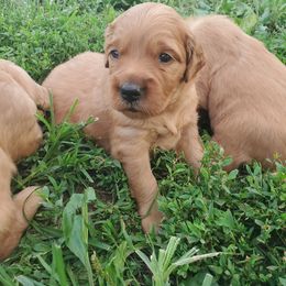 Golden Retriever Puppies from Emma's Golden Puppers