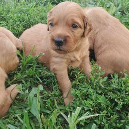 Golden Retriever Puppies from Emma's Golden Puppers