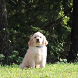 Golden Retriever Puppies from Golden Barnes Kennel