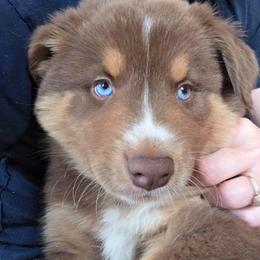 Sergio FIFA - Red tri-color male Australian Shepherd puppy in Solon, Maine from Mountain Range Australian Shepherds