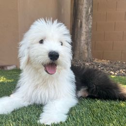 Blue puppy - Gray and white male Old English Sheepdog puppy in Mesa, Arizona from Desert Sheepies and Doodles