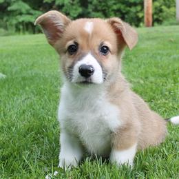 Boy 2 - Red Pembroke Welsh Corgi puppy in Southington, Ohio from Kovar corgis
