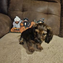 Miles - Sable male Dachshund puppy in Spring Creek, Pennsylvania from Miles of Dachshunds