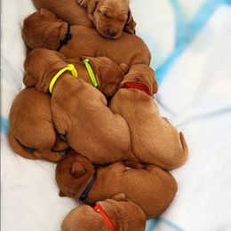 Goldendoodle, Labradoodle, Labrador Retriever, and Poodle Puppies from Katie K9