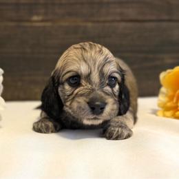 Nemo - Cream male Dachshund puppy in Dothan, Alabama from Little House Pups