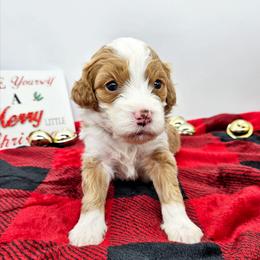 Cinnamon - Red female Bernedoodle puppy in Granton, Wisconsin from Rose River Farms