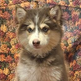 Vixey - Blue female Pomsky puppy in Stover, Missouri from Lx2 County Line Pomskies