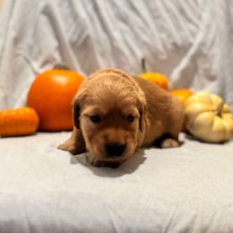 Lumina - Dark golden female Golden Retriever puppy in Escondido, California from Sandy Acres Golden Retrievers