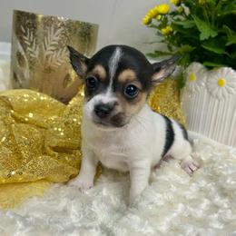 Charlotte - Black and white female Chihuahua puppy in Winston Salem, North Carolina from LaythStone