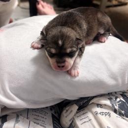 Belle - Tri-color female Pomsky puppy in Burton, Michigan from Snow Shark Pomskys