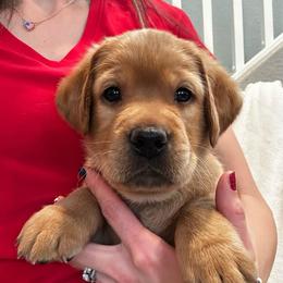 Lincoln - Yellow male Labrador Retriever puppy in Queen Creek, Arizona from Lucy’s Labradors