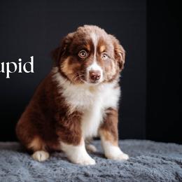 CUPID - Red tri-color male Miniature American Shepherd puppy in Puyallup, Washington from TRAILS END (FERGI’S) GEMINI