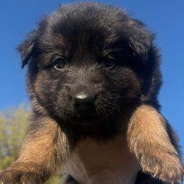 Green Boy 1 - The Noble Champion - Balanced and Elite - Black and red male German Shepherd puppy in Vancouver, Washington from Purebred Elite Shepherds