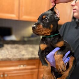 Splinter - Black and rust male Doberman Pinscher puppy in Bruce Township, Michigan from Eminent Dobermans