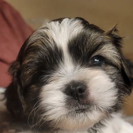 Cooper - Brindle male Shih Tzu puppy in Lake Worth, Florida from Shih Tzu Cottage