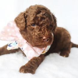 Creed - Chocolate male Goldendoodle puppy in Holly Springs, Georgia from Libby Lou’s Goldendoodles