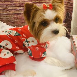 Biewer Terrier and Havanese All Grown Up from Country Sweet Havanese and Bee Happy Biewers