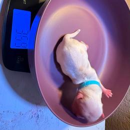 Valentino - White male Shih Tzu puppy in Port Orchard, Washington from Buttons N Bows