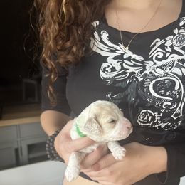 Cockapoo Puppies from Brevard County Cockapoos