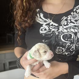 Cockapoo Puppies from Brevard County Cockapoos