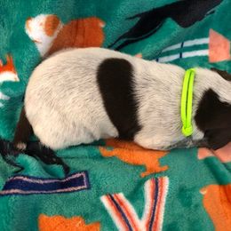 Girl 1 - German Shorthaired Pointer puppy in Fairmont, Minnesota from FairHill GSP’s