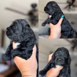 Patriot - Black male Cockapoo puppy in Lafayette, Louisiana from Kinkade Kennels