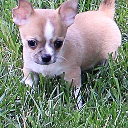 Chihuahua Puppies from Starmist Chihuahuas