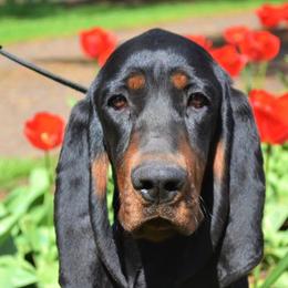 Black and Tan Coonhounds from Windbourne Farm Black & Tan Coonhounds