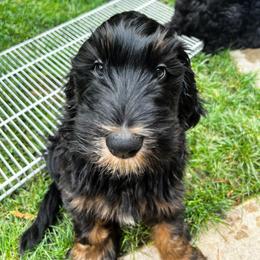 Goldendoodle Puppies from Lundee Doodles