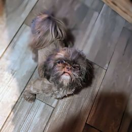 Fancy - Shih Tzu