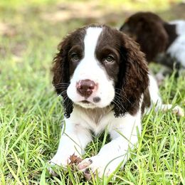 English Springer Spaniel Puppies from Spradley Springers