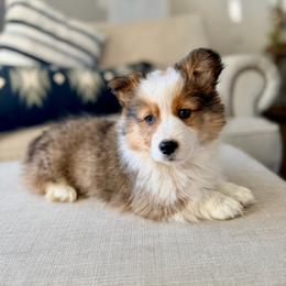 Donner - Red male Pembroke Welsh Corgi puppy in Payson, Utah from Spring Creek Aussies + Corgis
