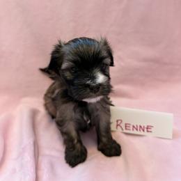 Renne - Gold sable female Havana Silk Dog puppy in Marlboro, Vermont from Maplewood Silks