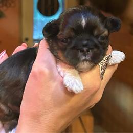 Gorilla - Sable and white male Shih Tzu puppy in Nekoosa, Wisconsin from Brox Acres House of Fur LLC